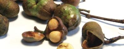 关于茶局浅析：茶叶籽全产业链开发窥探的热门信息