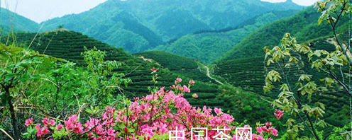 关于宁德市要实现由产茶大市向产茶强市转变的最新消息