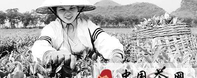 关于柳城县茶农抓紧时机赶采“白露茶”的最新信息