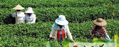 关于融安县瑶胞忙采“立秋茶”的新闻