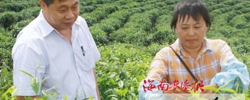 关于乌石农场推广李渠英科学管茶采茶经验的消息