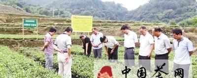 关于龙岩新罗区大池茶叶产业农民田间学校开班的热门信息