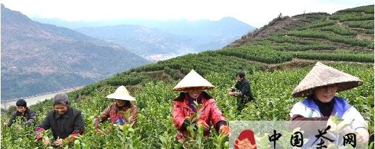 关于瑞安市清明早茶叶在地赖村正式开摘的热门消息