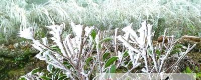 有关于最强霜冻来袭 潮州凤凰春茶产量将受到影响的热门消息