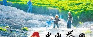有关于今夏茶树遭受旱灾 绍兴县稽东镇茶农补种忙的消息