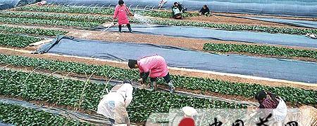 关于巴东县溪丘湾乡已建成茶叶苗圃基地４８亩(图)的信息