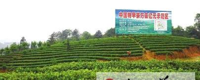 关于纳溪区护国镇：乘着东风种好茶 护国茶农甩掉“穷”帽子的最新资讯