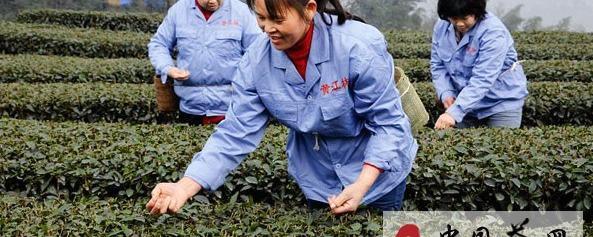 关于宜宾县举行早茶开园采茶仪式 副市长于滨出席的热门信息