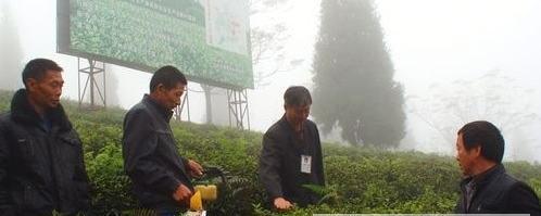 关于泸州纳溪白节镇万亩有机茶园冬管正当时的信息