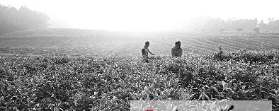 有关于凤冈夏茶受损秋茶补的热门资讯