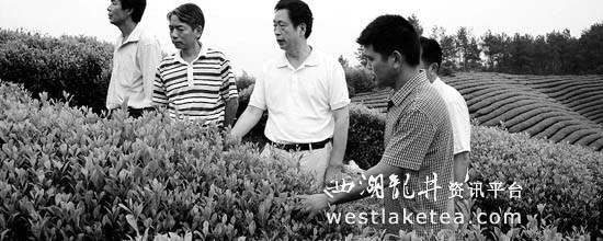 有关于浙江省农业厅首席茶叶专家毛祖法：让浙产茶叶更香更醇的热门信息