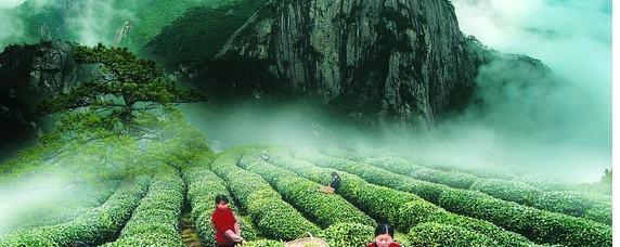 关于茶市动态：春茶3月上市 中端茶价格受挫的热门信息