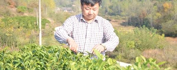 有关于生态保护和茶园建设并举 光山打造农民致富家园的最新消息