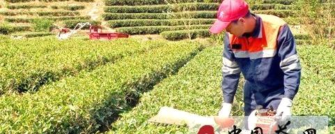 有关于宁德霞浦县高新茶叶示范园推广茶叶高效种植的信息