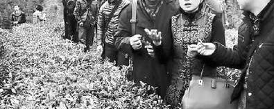 关于上海茶商考察团考察融水小博茶叶基地的热门信息