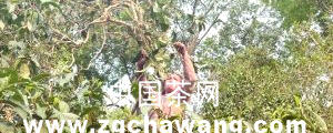 关于云南普洱茶毛茶价格出现飙涨的最新资讯