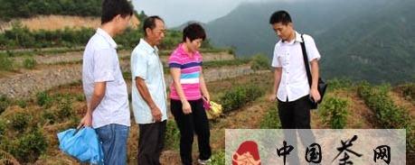 关于建德市茶叶站工作人员指导茶区恢复灾后生产的新闻