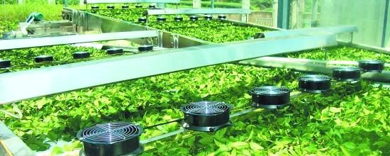 有关于泉州茶业引入机器“制茶师”(图)的热门新闻