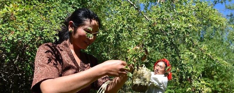 有关于甘孜雪域俄色茶促农牧民增收致富的最新资讯