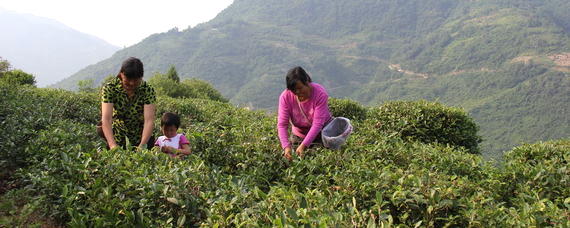 关于紫阳县洄水镇万亩茶产业茁壮成长的热门信息
