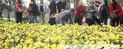 有关于成都“金妍皇菊”现处于前期试制阶段的热门消息