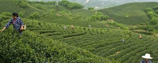 关于信阳毛尖茶叶栽培标准化示范区通过国家级验收的最新消息