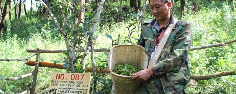 有关于《茶颂》呈现历史真相 则道还原历史真相的最新资讯