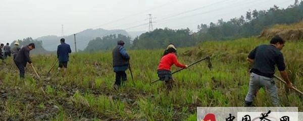 关于高县潆溪乡拉开建设万亩生态观光茶叶基地序幕的最新信息