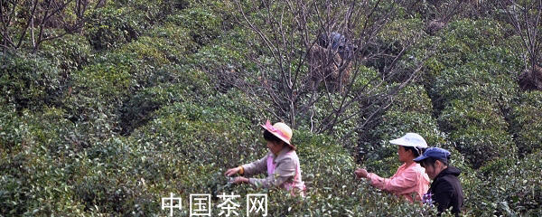有关于枞阳：大山村茶叶专业合作社助村民致富的热门资讯