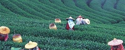 有关于踏春体验采茶制茶品茶活动的热门消息