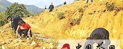 关于武夷山市洋庄乡整治违规开垦茶山60余亩(图)的新闻