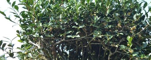 有关于安溪祥华乡有28株百年老茶树的资讯