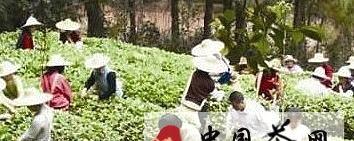 关于漳州诏安正全力打造富硒金银花品牌的热门信息