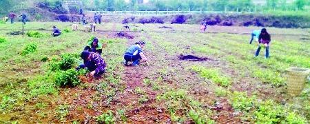 关于晴隆县拉开今年秋冬茶叶种植序幕的信息