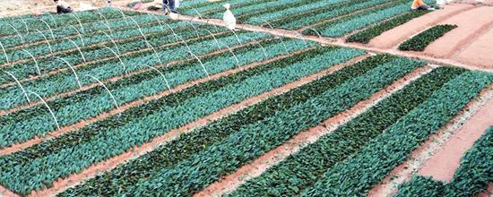 有关于福鼎白琳：培育茶苗忙 增收好渠道的热门信息