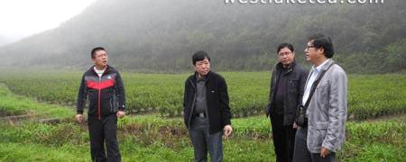 关于龙胜县完成２０１３年度茶叶种植验收工作(图)的信息