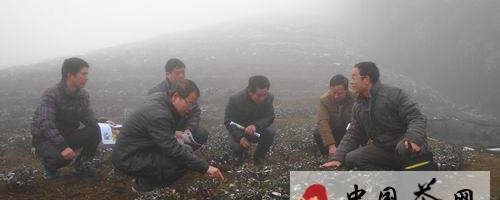 有关于三元农技人员为茶农传授防寒抗冻技术的最新信息