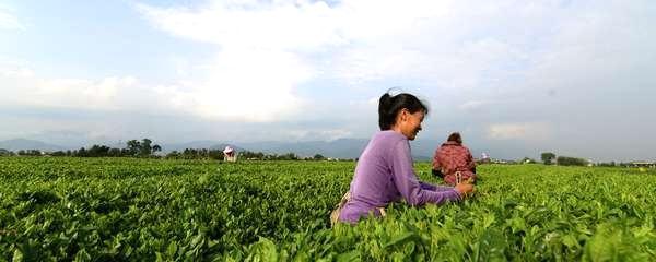 关于每亩产值上万 茶产业让丽水大石村走上致富路的最新信息