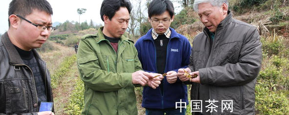 有关于专家建议：白茶基地要慎用草甘膦的最新信息