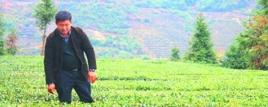 关于安溪龙涓内灶茶叶专业合作社联合社正式成立的最新消息