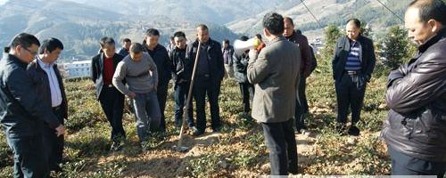 关于安溪县茶农抢抓晴好天气，做好冬季茶园管理的最新资讯