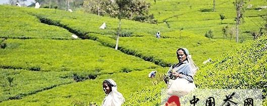 关于在斯里兰卡茶香中深呼吸的消息