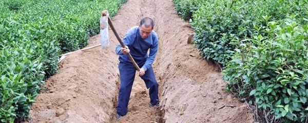 关于岳西县菖蒲镇改造茶园助推农业示范区建设(图)的新闻