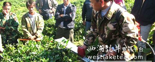 有关于沧源县茶办：抓住时期 深入基层 开展茶园冬季管理技术服务的热门资讯