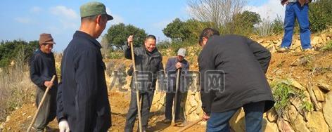 有关于龙泉市林业局实施油茶产业提升项目的资讯