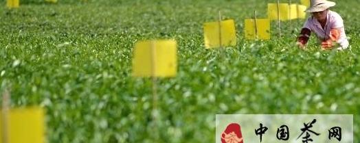 关于生物防虫形成宣恩县茶园一道风景的热门资讯