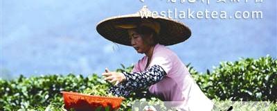 有关于铁观音领衔秋茶市场 专家提醒：甄别新茶真假先闻后尝的热门资讯