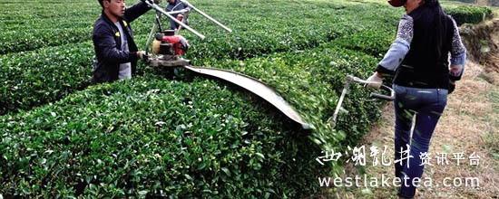 有关于威宁炉山镇茶叶种植基地茶树修剪管理忙(图)的资讯