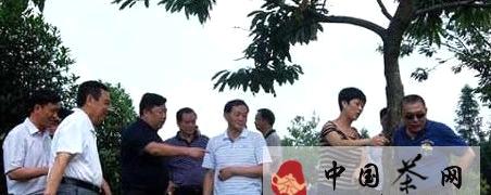 关于吴培林一行调研凤冈锌硒有机茶产业的信息