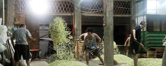 有关于福鼎市茉莉花茶生产迎来高峰期 企业窨制忙的热门消息